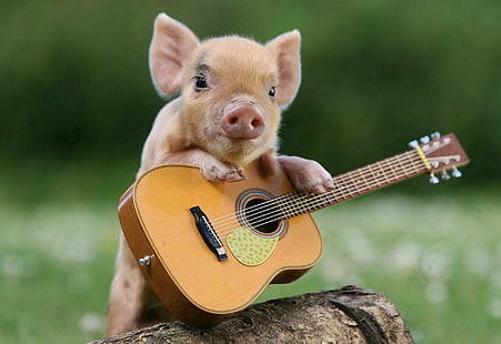 돼지, 작은 돼지, 기타, 갈색 어쿠스틱 기타, 작은 돼지, 기타와 함께 갈색 새끼 돼지, HD 배경 화면 HD wallpaper
