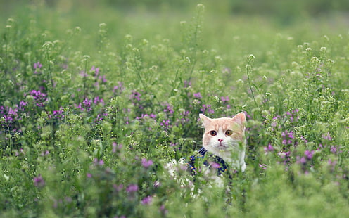 kısa kürklü turuncu kedi, kedi, çimen, çiçekler, bak, yürü, HD masaüstü duvar kağıdı HD wallpaper