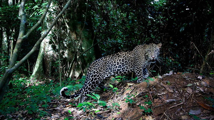 svartvitt leopardtryck textil, stora katter, jaguarer, HD tapet