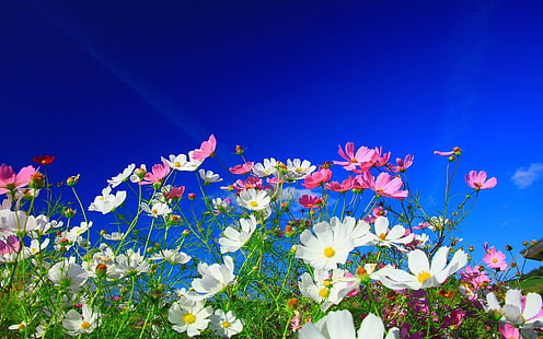 vita och rosa tusensköna blommor, blommor, natur, vita blommor, rosa blommor, kosmos (blomma), växter, färgglada, HD tapet HD wallpaper