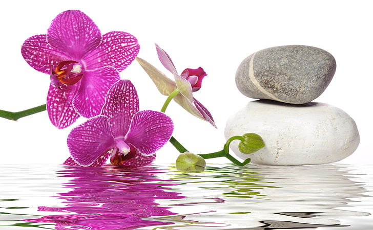 розово молец орхидея цвете, вода, цветя, орхидея, Спа камъни, HD тапет