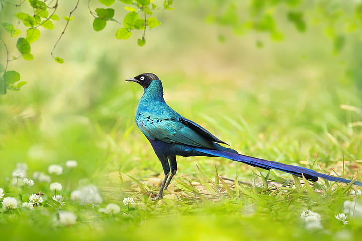 طائر في تايوان ، طائر طويل الذيل أزرق وأزرق مخضر ، طائر في تايوان ، طويل الذيل ، زرزور لامع، خلفية HD