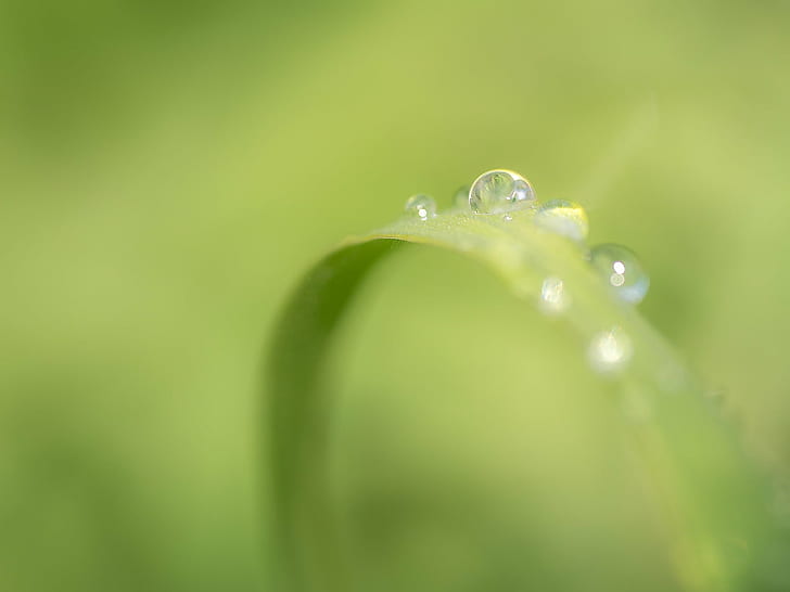 selective focus photography of water dew on leaf, selective focus, photography, water, leaf, Dew, drops, City Park, Spring, drop, nature, green Color, wet, raindrop, freshness, plant, rain, macro, close-up, liquid, environment, summer, backgrounds, purity, HD wallpaper
