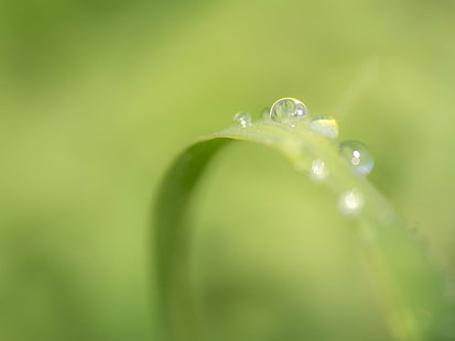 selective focus photography of water dew on leaf, selective focus, photography, water, leaf, Dew, drops, City Park, Spring, drop, nature, green Color, wet, raindrop, freshness, plant, rain, macro, close-up, liquid, environment, summer, backgrounds, purity, HD wallpaper HD wallpaper