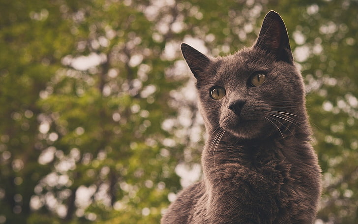 short-haired gray cat, cat, gray, eyes, background, HD wallpaper