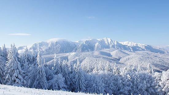 заснеженные горы, горы, лес, деревья, снег, зима, 4к, HD обои HD wallpaper