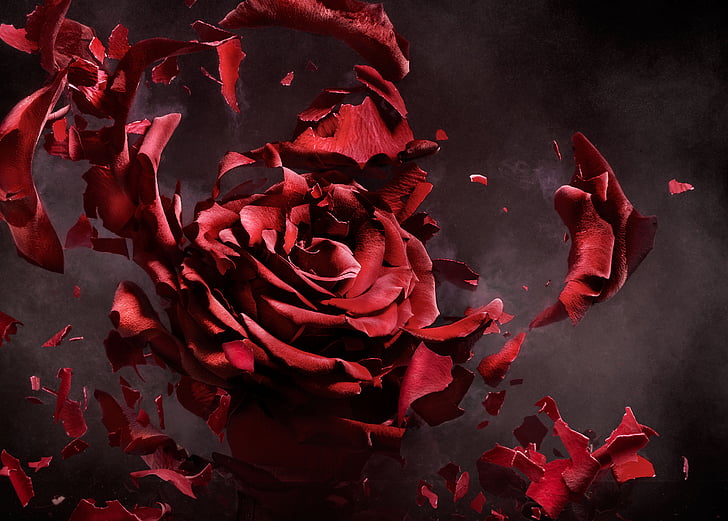 Червена роза, манипулация, Photoshop, CGI, HD, HD тапет