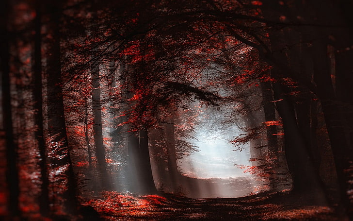 red forest painting, red leafed trees, landscape, nature, atmosphere, forest, mist, sun rays, path, trees, fall, sunlight, leaves, red, shadow, HD wallpaper