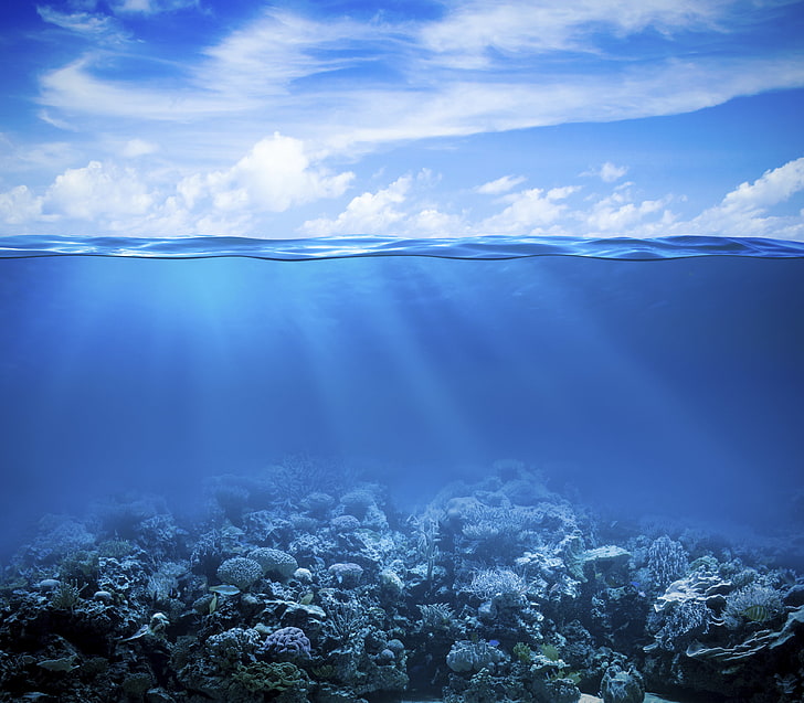 Коралловый риф, 4K, Под морем, Подводный, HD обои