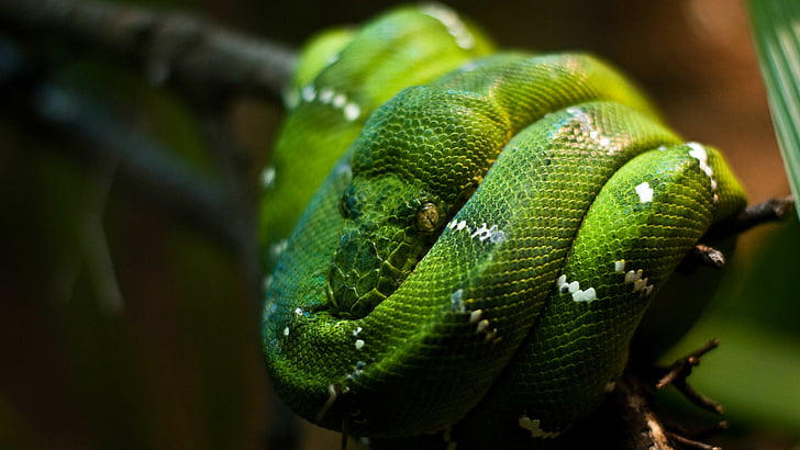 Foto de primer plano de serpiente verde, Python, Singapur, zoológico, esmeralda, verde, serpiente, ojos, primer plano, Fondo de pantalla HD