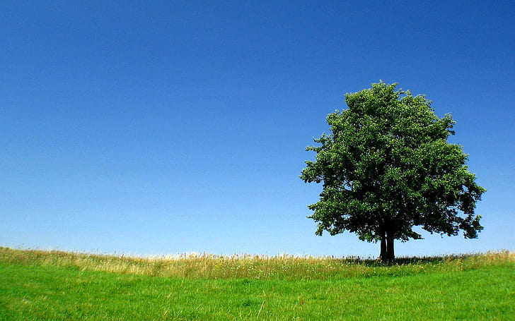 Alleinbaum, Feld, Natur, Gras, Baum, Grün, 3d und Zusammenfassung, HD-Hintergrundbild