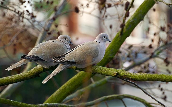 two gray birds, poultry, pigeons, branch, wood, steam, HD wallpaper