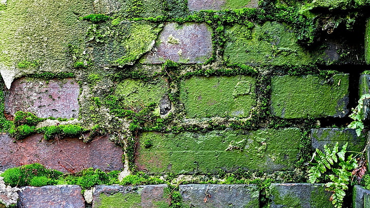 verts, herbe, mousse, texture, vieux mur, maçonnerie, Fond d'écran HD