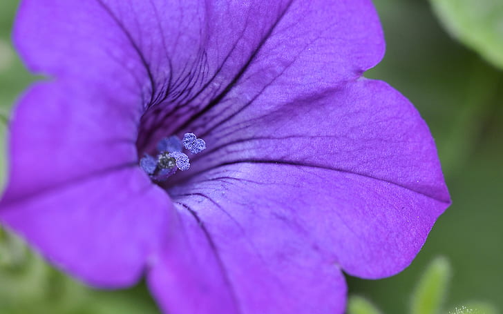 Flower Macro Purple HD, природа, цвете, макро, лилаво, HD тапет