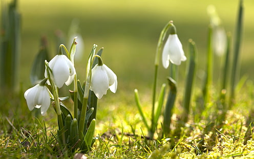 printemps, nature, perce-neige, fleurs blanches, Fond d'écran HD HD wallpaper
