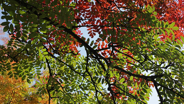 나무, 잎, 붉은 잎, 분기가, 자연, HD 배경 화면