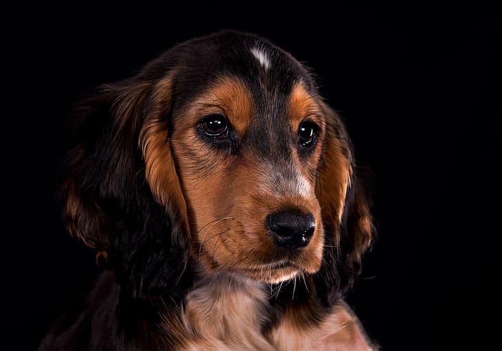 look, portrait, dog, puppy, face, black background, Cocker Spaniel, HD wallpaper