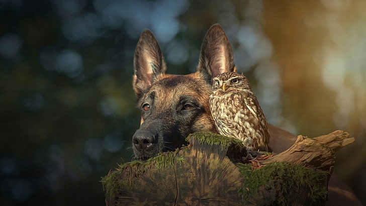 dog, owl, friendship, friend, cute, amazing, malinois belgian shepherd, belgian shepherd malinois, shepherd dog, belgian shepherd, HD wallpaper
