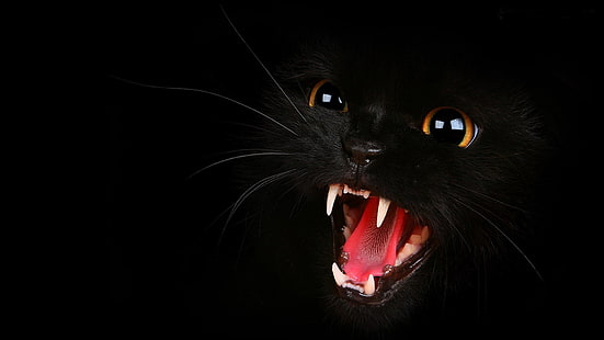черна котка, котка, черни котки, животни, отворена уста, HD тапет HD wallpaper