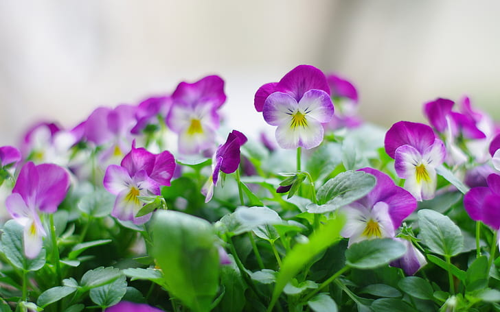 Purple pansy flower, Purple, Pansy, Flower, Fond d'écran HD