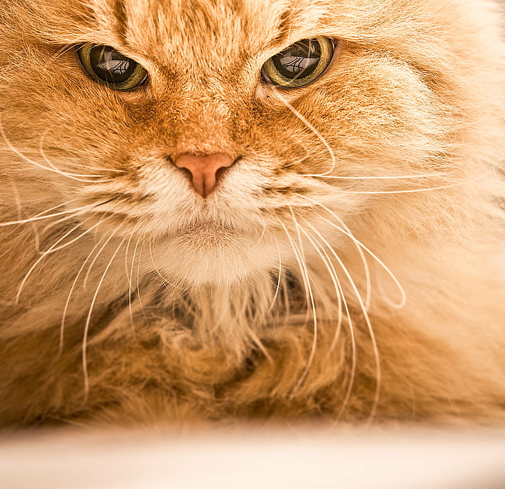 оранжева котка с дълга козина на фокус, Mikan, оранжева, дълга, козина, котка, фокус, снимка, Canon 450D, Sigma, 70 мм, Котки, домашна котка, животно, домашни любимци, сладка, котешка, бозайник, домашни животни, коте, изглежда, младо животно, мустака, чистокръвна котка, портрет, HD тапет