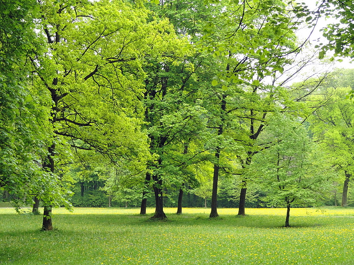 田舎、フィールド、葉、ドイツ、緑、風景、自然、外、公園、ロイヤリティ、風景、風光明媚な、木、森、 HDデスクトップの壁紙