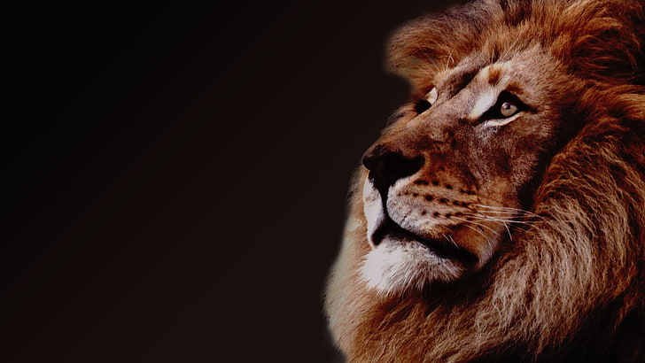 Löwe, Tiere, große Katzen, einfacher Hintergrund, schwarzer Hintergrund, HD-Hintergrundbild