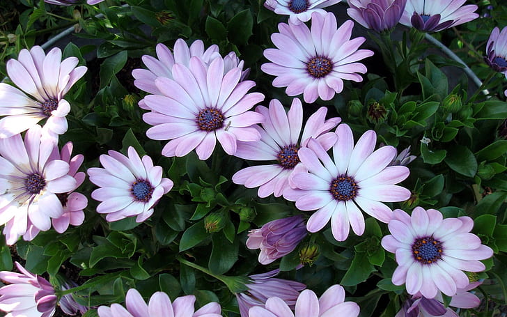 Schönere Blumen, HD-Hintergrundbild