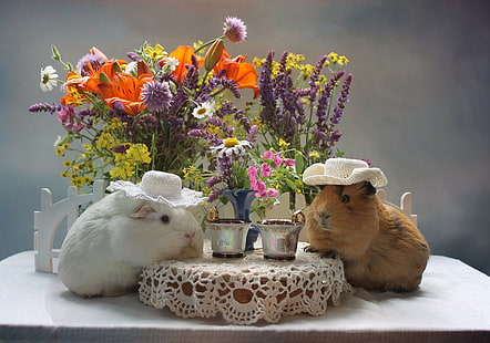 bunga, karangan bunga, pasangan, babi Guinea, Wallpaper HD HD wallpaper