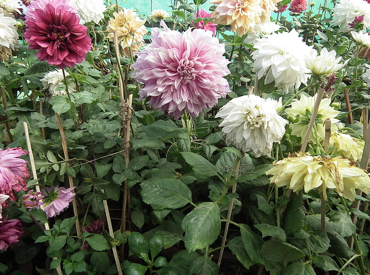 assorted-color flowers, dahlias, flowers, colorful, flowerbed, garden, HD wallpaper