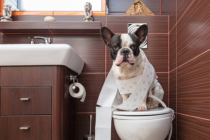 犬、フレンチブルドッグ、バスルーム、ブルドッグ、かわいい、犬、面白い、トイレ、 HDデスクトップの壁紙