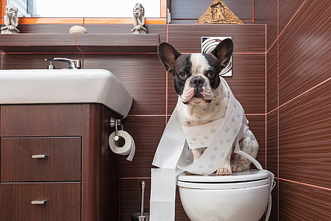 犬、フレンチブルドッグ、バスルーム、ブルドッグ、かわいい、犬、面白い、トイレ、 HDデスクトップの壁紙 HD wallpaper