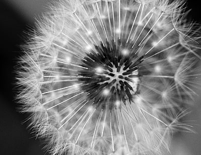close up photography of dandelion, dandelion, Dandelion, B+W, close up photography, macro, black and white, Sigma, 105mm, Canon 450d, Jersey, wind, breeze, seed, british, britain, wildlife, nature, flower, close-up, fluffy, plant, summer, fragility, single Flower, HD wallpaper HD wallpaper