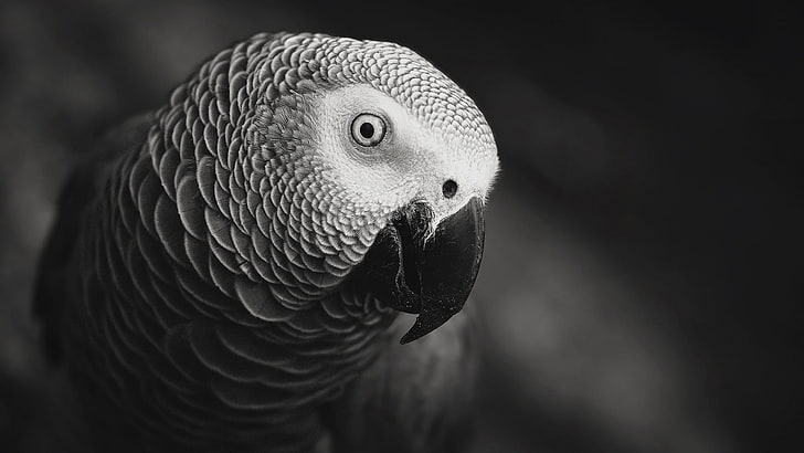 photo en niveaux de gris du perroquet, gros plan photo du perroquet gris d'Afrique, nature, animaux, perroquet, gris, macro, monochrome, oiseaux, Fond d'écran HD