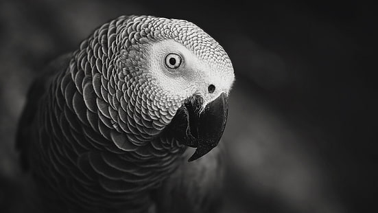 foto in scala di grigi di pappagallo, foto closeup di pappagallo grigio africano, natura, animali, pappagallo, grigio, macro, monocromatico, uccelli, Sfondo HD HD wallpaper