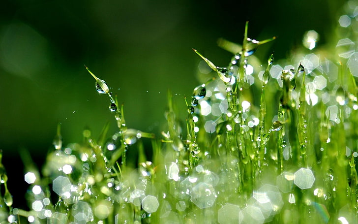 النباتات الخضراء ، العشب ، الرطوبة ، قطرات الندى ، الصباح، خلفية HD