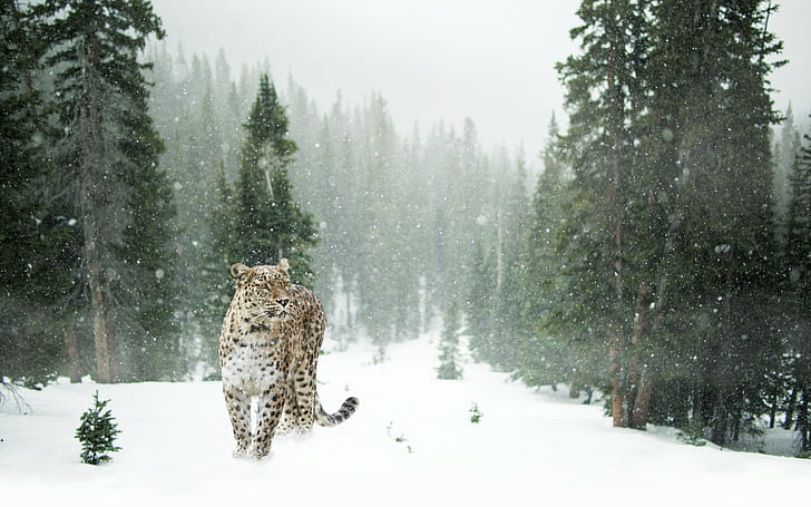 животни, бозайници, котки, гори, борови дървета, сняг, леопард, HD тапет