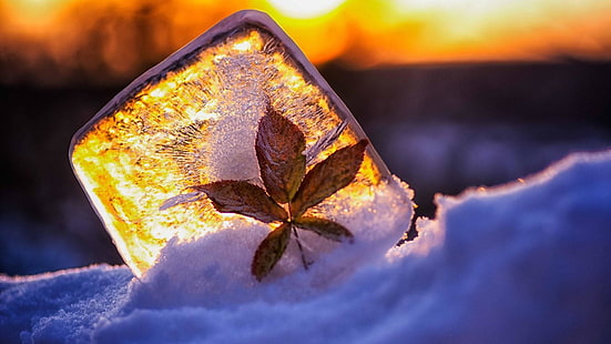 leaf, close up, macro photography, ice, still life photography, photography, snow, frost, frozen, freezing, ice cube, winter, sunset, HD wallpaper HD wallpaper