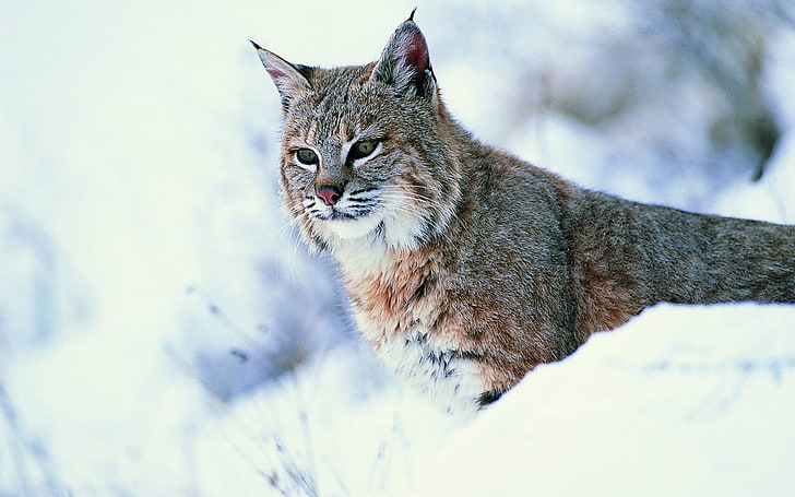 lynx, lynx, snow, big cat, predator, HD wallpaper