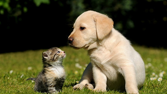 желтый лабрадорский щенок рядом с коричневым полосатым котенком в дневное время, друзья, кошка, собака, щенок, котенок, зеленый, трава, солнечный день, милый, домашнее животное, HD обои HD wallpaper