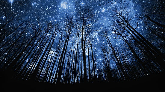 звезди, звездна, звездна нощ, нощно небе, силует, дърво, дървета, гора, тъмно, нощ, HD тапет HD wallpaper