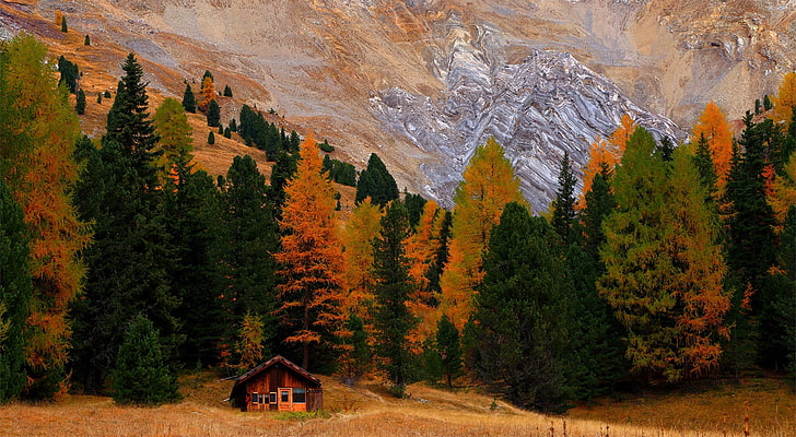 hut, fall, trees, HD wallpaper