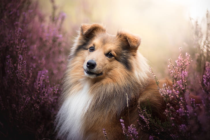 ดูใบหน้าภาพสุนัขเชลตี้เฮเธอร์ Shetland Sheepdog, วอลล์เปเปอร์ HD