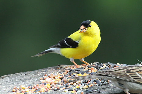 фотография отблизо на жълти и черни птици, Goldfinch, жълта, черна птица, фотография отблизо, Северна Каролина, окръг Ричмънд, птица, животно, дива природа, природа, клюн, HD тапет HD wallpaper