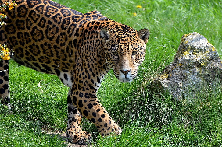brown and black leopard, jaguar, grass, stone, predator, HD wallpaper