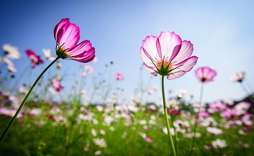 rosa kronbladiga blommor, kosmos, blommor, rosa, 大溪, flora, natur, blomma, växt, sommar, utomhus, rosa färg, vår, kosmos blomma, lila, äng, skönhet i naturen, säsong, HD tapet HD wallpaper