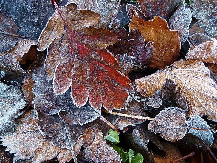 hög med bruna och röda torkade löv, First Frost, hög, brun, röd, torkade, löv, ek, höst, blad, natur, säsong, bakgrunder, frost, torr, växt, skog, HD tapet