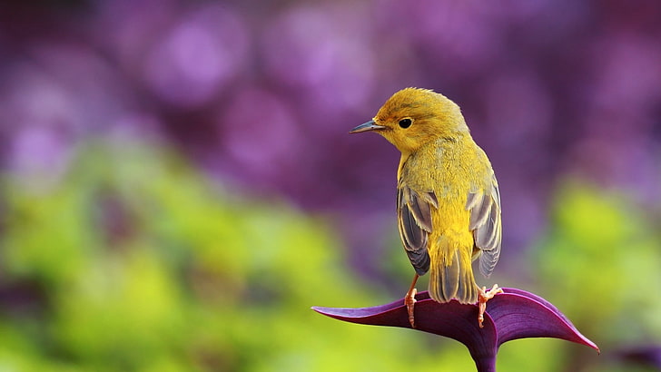 moineau jaune, oiseau, branche, couleur, assis, joli, Fond d'écran HD