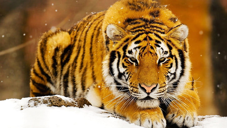 adult tiger, tiger, animals, big cats, HD wallpaper