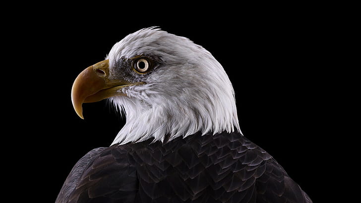 Eagle, Animals, Bird, american bald eagle, eagle, animals, bird, HD wallpaper